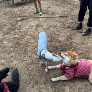 ハルくん、ドッグラン2日目。柴犬子犬ハルのワンダフルライフ