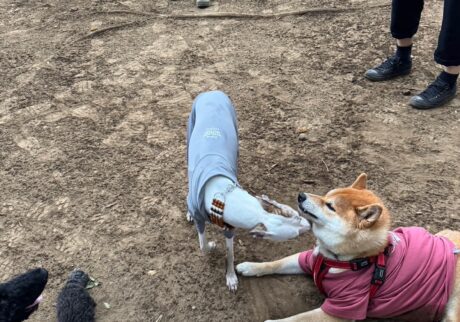 ハルくん、ドッグラン2日目。柴犬子犬ハルのワンダフルライフ