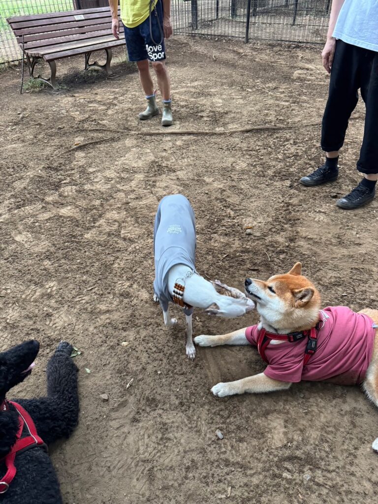 ハルくん、ドッグラン2日目。柴犬子犬ハルのワンダフルライフ