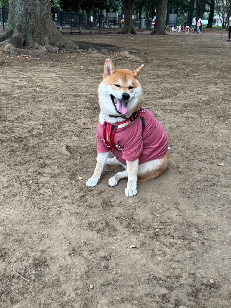 ハルくん、ドッグラン2日目。柴犬子犬ハルのワンダフルライフ