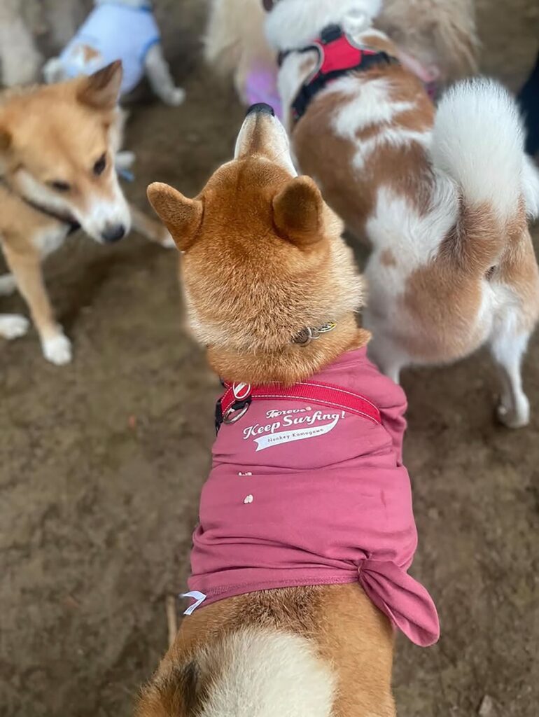 ハルくん、ドッグラン2日目。柴犬子犬ハルのワンダフルライフ