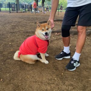 ハルくん、ドッグラン3日目。柴犬子犬ハルのワンダフルライフ