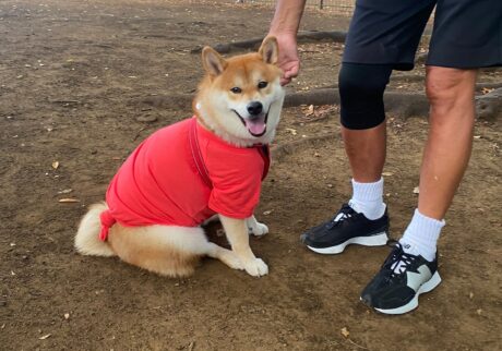 ハルくん、ドッグラン3日目。柴犬子犬ハルのワンダフルライフ