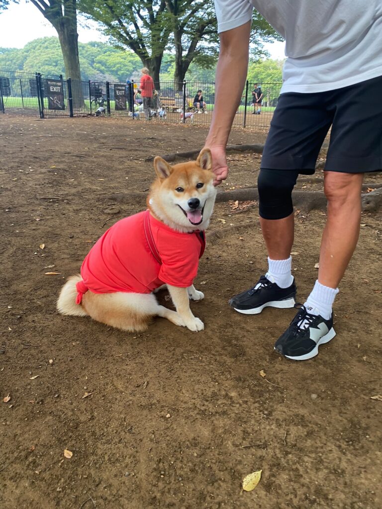 ハルくん、ドッグラン3日目。柴犬子犬ハルのワンダフルライフ