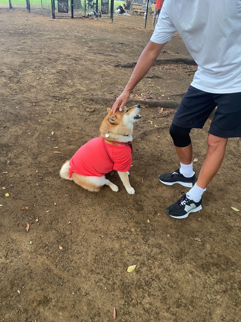 ハルくん、ドッグラン3日目。柴犬子犬ハルのワンダフルライフ