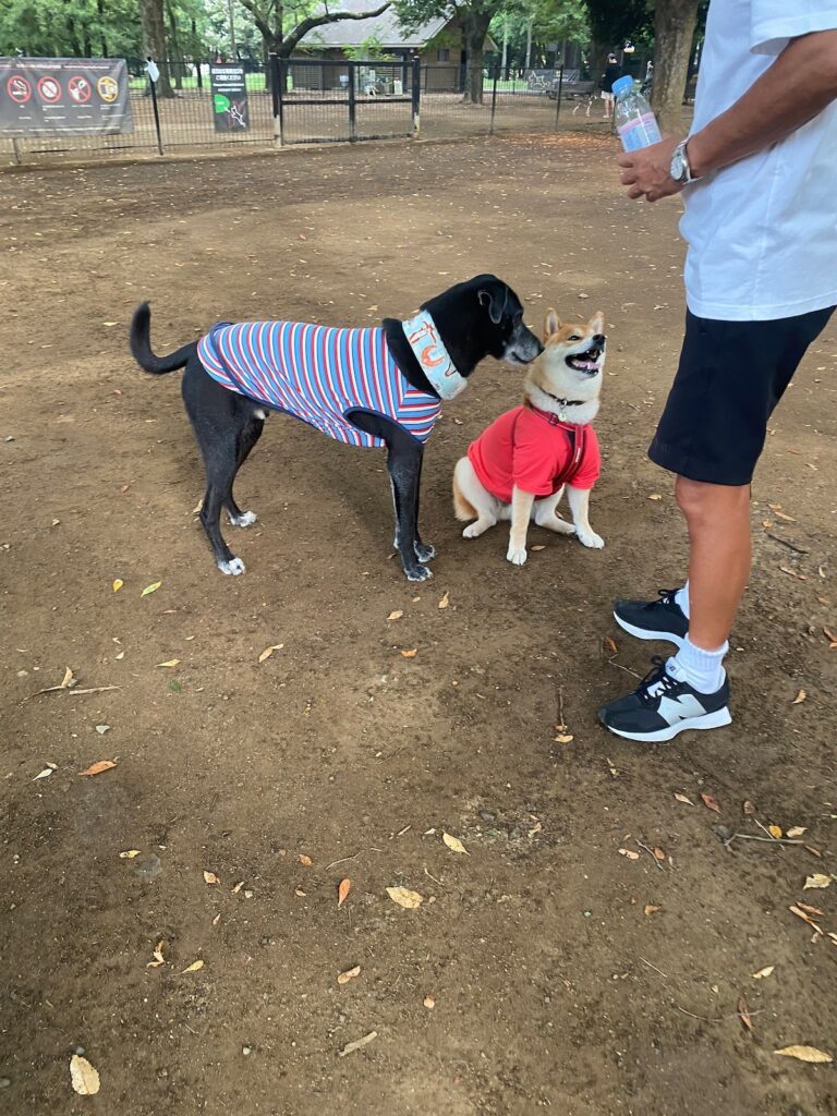 ハルくん、ドッグラン3日目。柴犬子犬ハルのワンダフルライフ