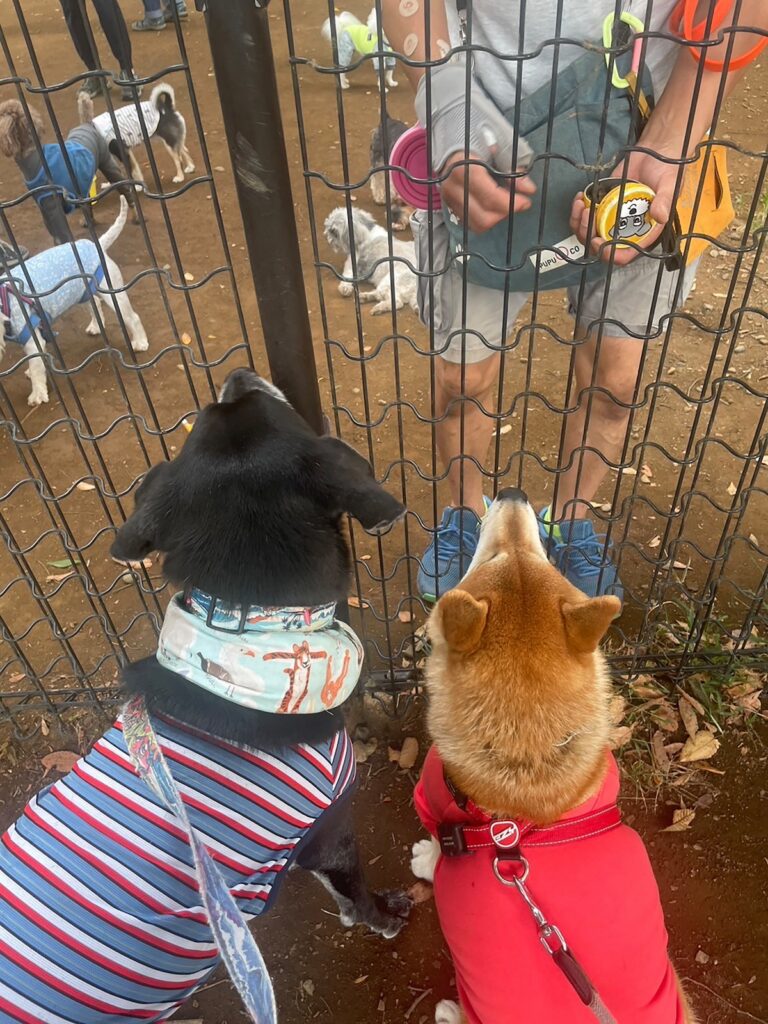 ハルくん、ドッグラン3日目。柴犬子犬ハルのワンダフルライフ