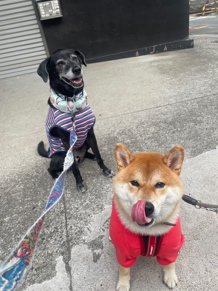 ハルくん、ドッグラン3日目。柴犬子犬ハルのワンダフルライフ