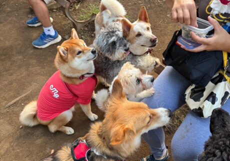 ハルくん、ついにドッグランへ。柴犬子犬ハルのワンダフルライフ