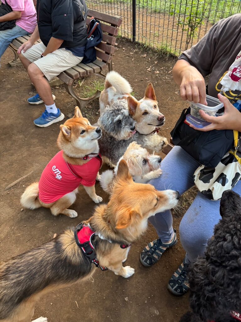 ハルくん、ついにドッグランへ。柴犬子犬ハルのワンダフルライフ ハルくん、ついにドッグランへ。柴犬子犬ハルのワンダフルライフ
