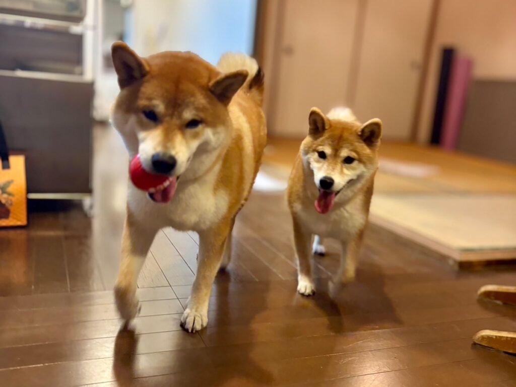 ハルくん、ルル姉ちゃんと。柴犬子犬ハルのワンダフルライフ ハルくん、ルル姉ちゃんと。柴犬子犬ハルのワンダフルライフ