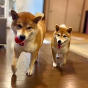 ハルくん、ルル姉ちゃんと。柴犬子犬ハルのワンダフルライフ