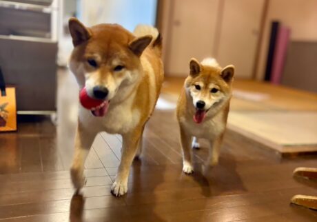 ハルくん、ルル姉ちゃんと。柴犬子犬ハルのワンダフルライフ ハルくん、ルル姉ちゃんと。柴犬子犬ハルのワンダフルライフ