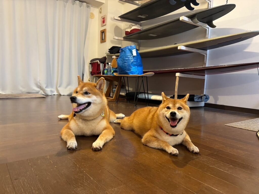 ハルくん、ルル姉ちゃんと。柴犬子犬ハルのワンダフルライフ ハルくん、ルル姉ちゃんと。柴犬子犬ハルのワンダフルライフ