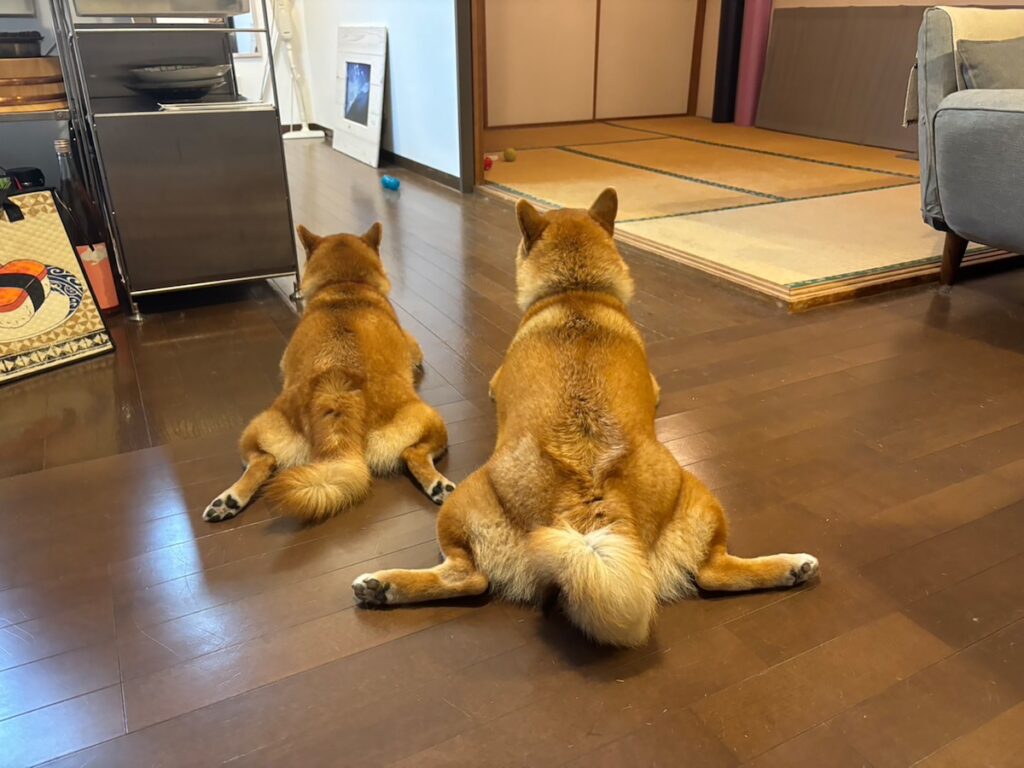 ハルくん、ルル姉ちゃんと。柴犬子犬ハルのワンダフルライフ ハルくん、ルル姉ちゃんと。柴犬子犬ハルのワンダフルライフ