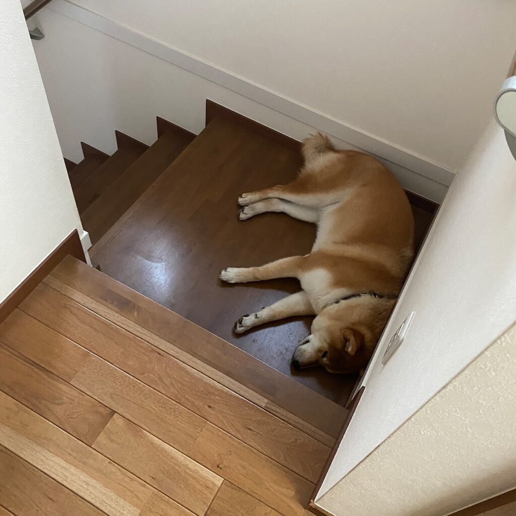 ハルくん、最近の休憩場。柴犬子犬ハルのワンダフルライフ ハルくん、最近の休憩場。柴犬子犬ハルのワンダフルライフ