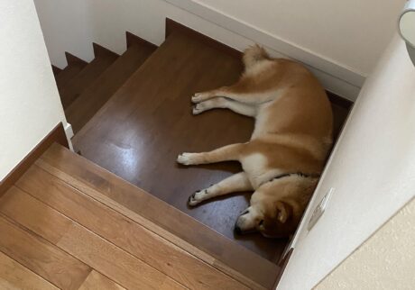 ハルくん、最近の休憩場。柴犬子犬ハルのワンダフルライフ ハルくん、最近の休憩場。柴犬子犬ハルのワンダフルライフ