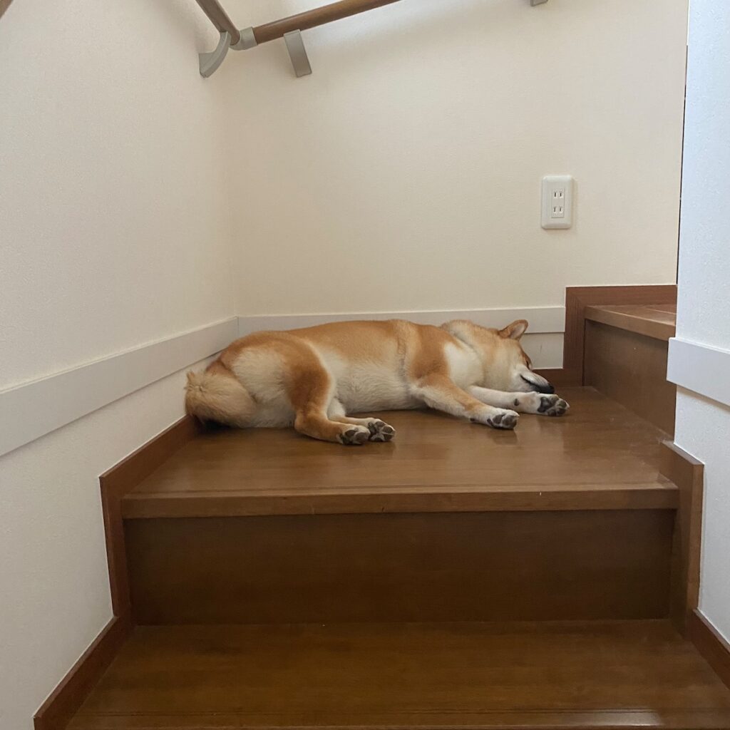 ハルくん、最近の休憩場。柴犬子犬ハルのワンダフルライフ ハルくん、最近の休憩場。柴犬子犬ハルのワンダフルライフ