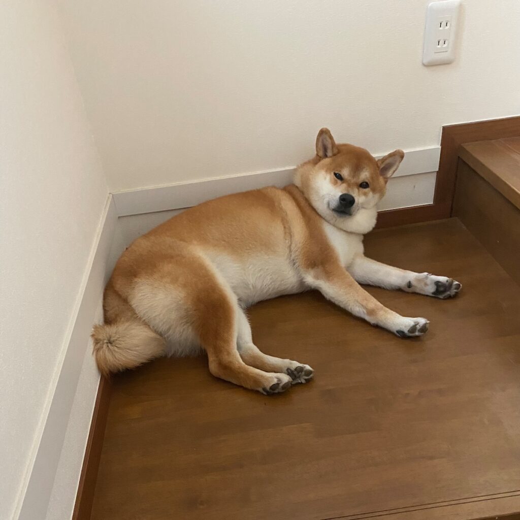 ハルくん、最近の休憩場。柴犬子犬ハルのワンダフルライフ ハルくん、最近の休憩場。柴犬子犬ハルのワンダフルライフ