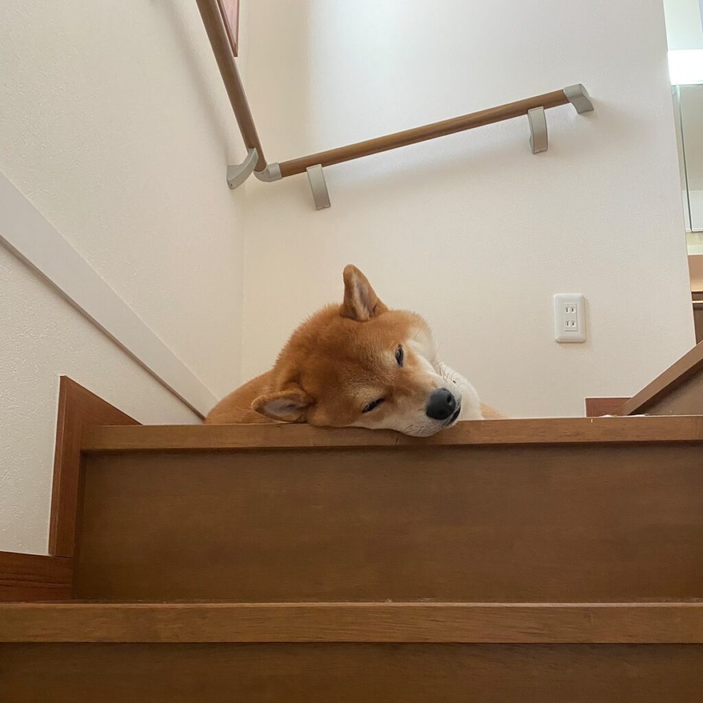 ハルくん、最近の休憩場。柴犬子犬ハルのワンダフルライフ ハルくん、最近の休憩場。柴犬子犬ハルのワンダフルライフ