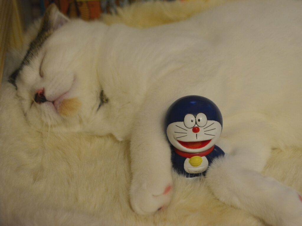 赤ちゃんの頃のオレと、今日が誕生日の友達!【いなほ、オレ物語。vol.246】スコティッシュフォールド いなほ | 赤ちゃんのオレシリーズ。ちょうど10年前の9月のオレと、みんな大好きドラえもん! 今日9/3はドラえもんの誕生日やで。あと87年後やでー! 赤ちゃんの頃のオレと、今日が誕生日の友達!【いなほ、オレ物語。vol.246】スコティッシュフォールド いなほ