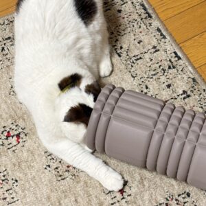 なぜか、吸い込まれるねん。【いなほ、オレ物語。vol.249】スコティッシュフォールド いなほ | いつも転がっているこの謎の物体。顔を突っ込みたくなる衝動に駆られる！