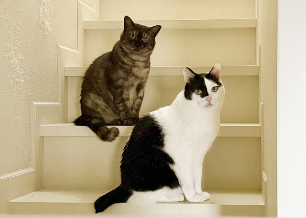 うろんもの参上。【〈LOISIR〉デザイナー・前田敬子による、保護猫・えいたと暮らす日常。 vol.83】 白黒猫 ハチワレ えいた