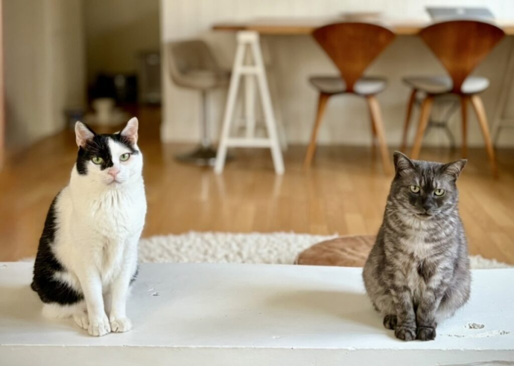 うろんもの参上。【〈LOISIR〉デザイナー・前田敬子による、保護猫・えいたと暮らす日常。 vol.83】 白黒猫 ハチワレ えいた