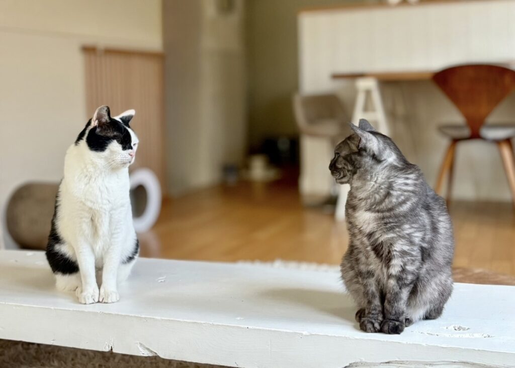 うろんもの参上。【〈LOISIR〉デザイナー・前田敬子による、保護猫・えいたと暮らす日常。 vol.83】 白黒猫 ハチワレ えいた