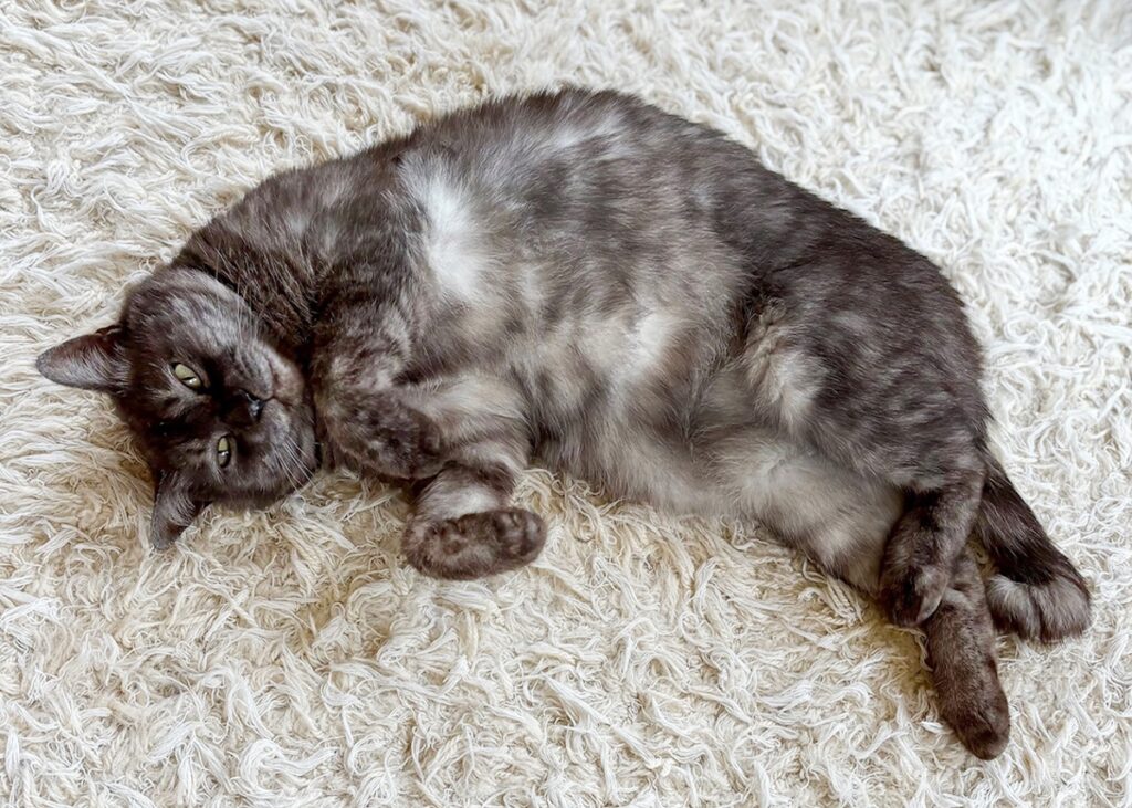 うろんもの参上。【〈LOISIR〉デザイナー・前田敬子による、保護猫・えいたと暮らす日常。 vol.83】 白黒猫 ハチワレ えいた