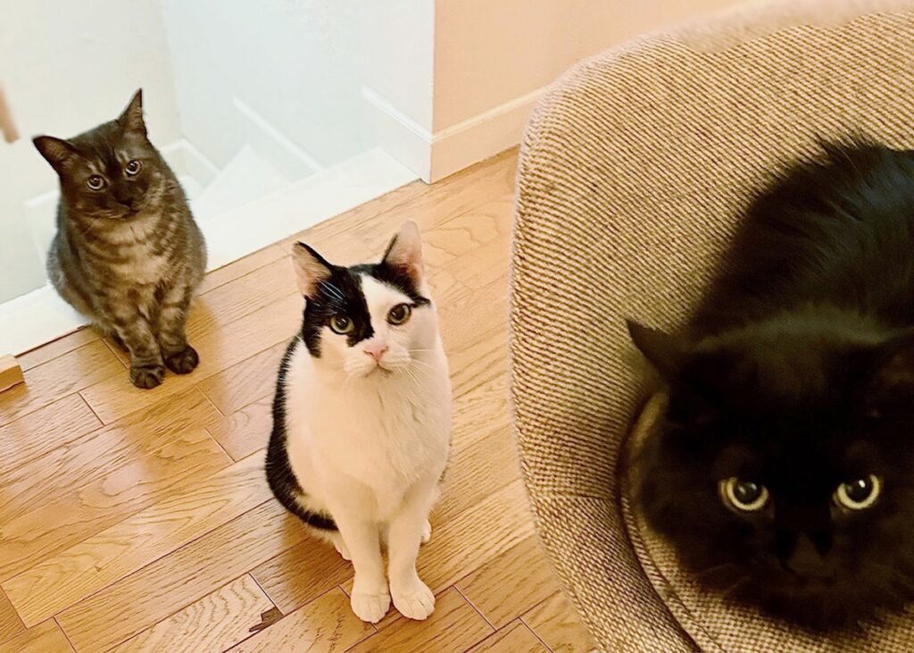 うろんもの参上。【〈LOISIR〉デザイナー・前田敬子による、保護猫・えいたと暮らす日常。 vol.83】 白黒猫 ハチワレ えいた