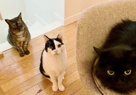 うろんもの参上。【〈LOISIR〉デザイナー・前田敬子による、保護猫・えいたと暮らす日常。 vol.83】 白黒猫 ハチワレ えいた