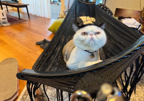 乗り心地はいかに。【おちょこ、ぽのぽのだより。vol.223】 白黒猫 エキゾチックショートヘア おちょこ ちろり | おちょこ「香ちゃん（ママ）が久しぶりにハンモックを出したから、初めてひとりで乗ってみたよ。ふむ、なかなか良い感じだなぁ」