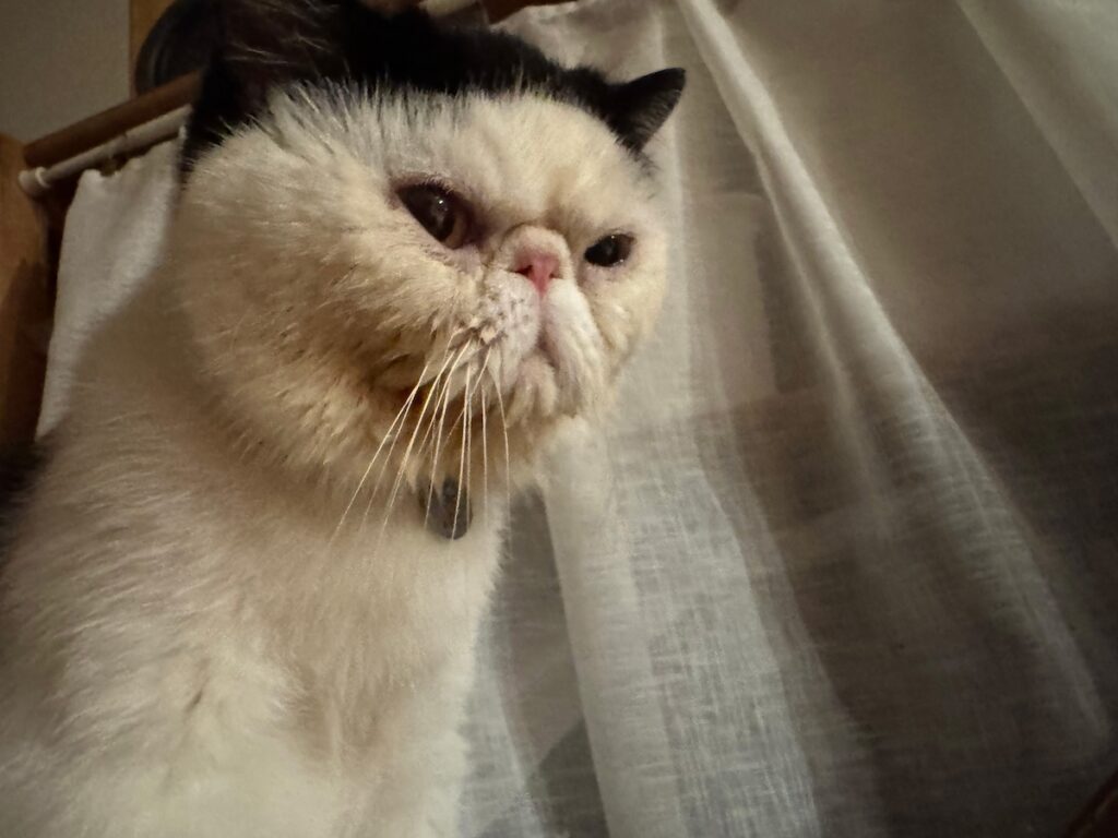 このスリルも悪くない？【おちょこ、ぽのぽのだより。vol.224】 白黒猫 エキゾチックショートヘア おちょこ ちろり | おちょこ「僕は、僕は今……」
