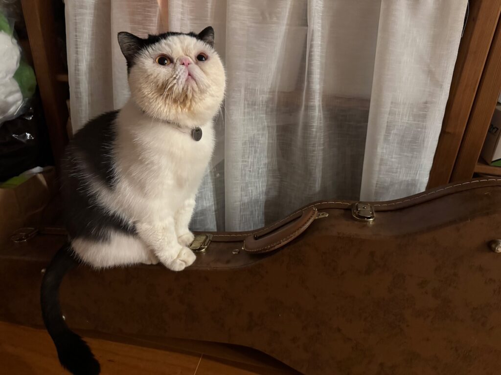 このスリルも悪くない？【おちょこ、ぽのぽのだより。vol.224】 白黒猫 エキゾチックショートヘア おちょこ ちろり | おちょこ「なんと！ こーきくん（パパ）の大切な大切なギターの上に乗っているっ！！」