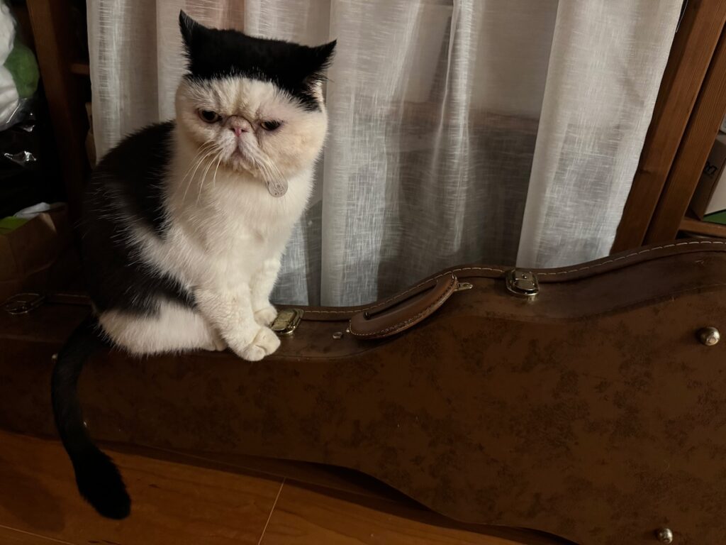 このスリルも悪くない？【おちょこ、ぽのぽのだより。vol.224】 白黒猫 エキゾチックショートヘア おちょこ ちろり | おちょこ「こーきくんの大切なお仕事の道具だから、内心ドキドキなんだけど。なんだか、このちょっと悪いことをしているようなスリルも悪くない！？」