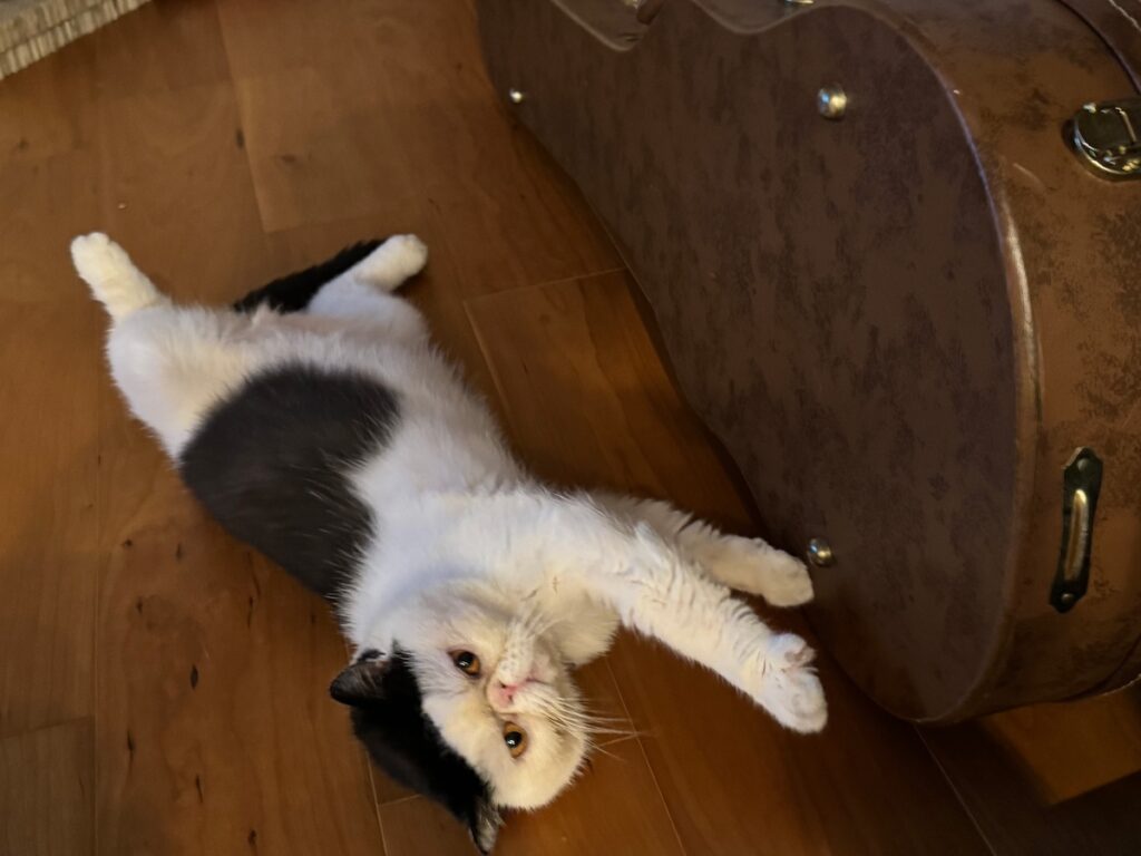 このスリルも悪くない？【おちょこ、ぽのぽのだより。vol.224】 白黒猫 エキゾチックショートヘア おちょこ ちろり | おちょこ「やっぱり僕は良い子、悪いことはしちゃいけない。こーきくんごめんなさい。ぽのぽの」