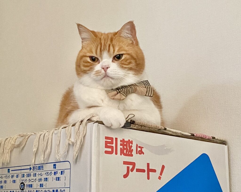 引越しの醍醐味といえば……。【とろろ、もふもふDays。vol.145】ハチワレ とろろ | 引越しの荷物を片付けたい飼い主さんの気持ちとは裏腹に、