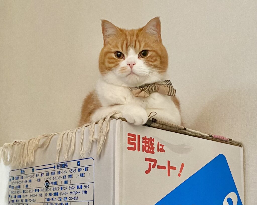 引越しの醍醐味といえば……。【とろろ、もふもふDays。vol.145】ハチワレ とろろ | 僕は段ボールの山の上が落ち着くよ。