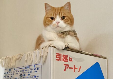 引越しの醍醐味といえば……。【とろろ、もふもふDays。vol.145】ハチワレ とろろ | 僕は段ボールの山の上が落ち着くよ。