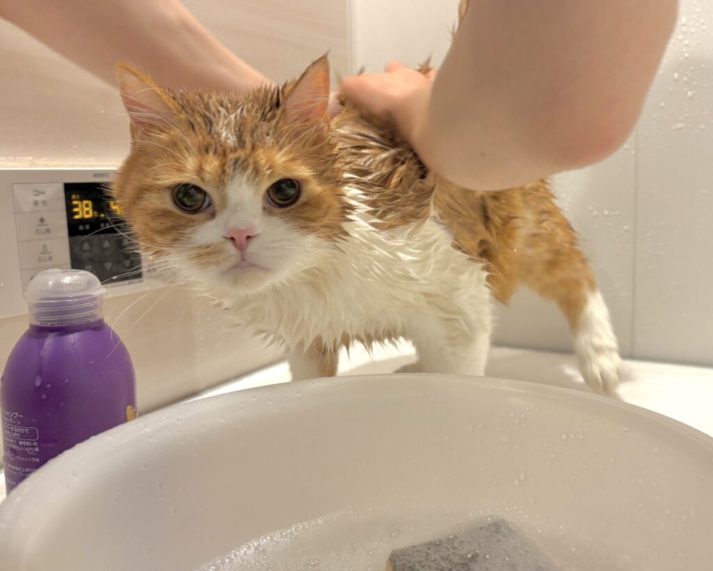 シャンプーは苦手です。【とろろ、もふもふDays。vol.147】ハチワレ とろろ | 僕のもふもふヘアが、どんどん濡れていく……。