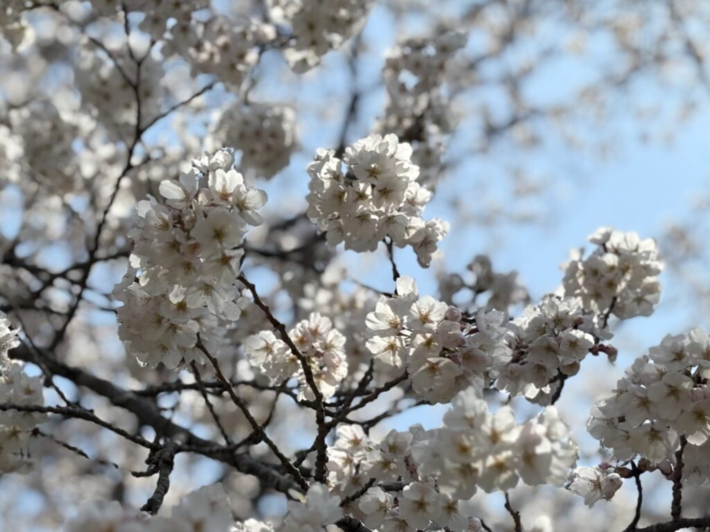 福島・三春町に移住して。写真と文：長谷川 ちえ (『in-kyo』店主、エッセイスト) #1