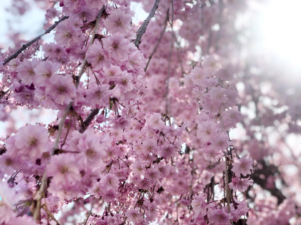 梅、桃、桜。三つの春が同時にやってくる。写真と文:長谷川 ちえ (『in-kyo』店主、エッセイスト) #2 | 滝桜をはじめ、町内にはベニシダレザクラの木が多くある。 梅、桃、桜。三つの春が同時にやってくる。写真と文:長谷川 ちえ (『in-kyo』店主、エッセイスト) #2