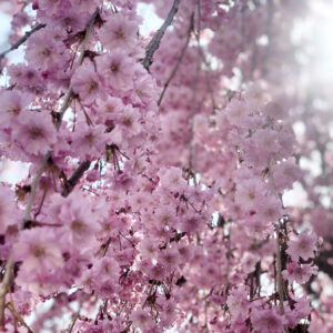梅、桃、桜。三つの春が同時にやってくる。写真と文：長谷川 ちえ (『in-kyo』店主、エッセイスト) #2 | 滝桜をはじめ、町内にはベニシダレザクラの木が多くある。