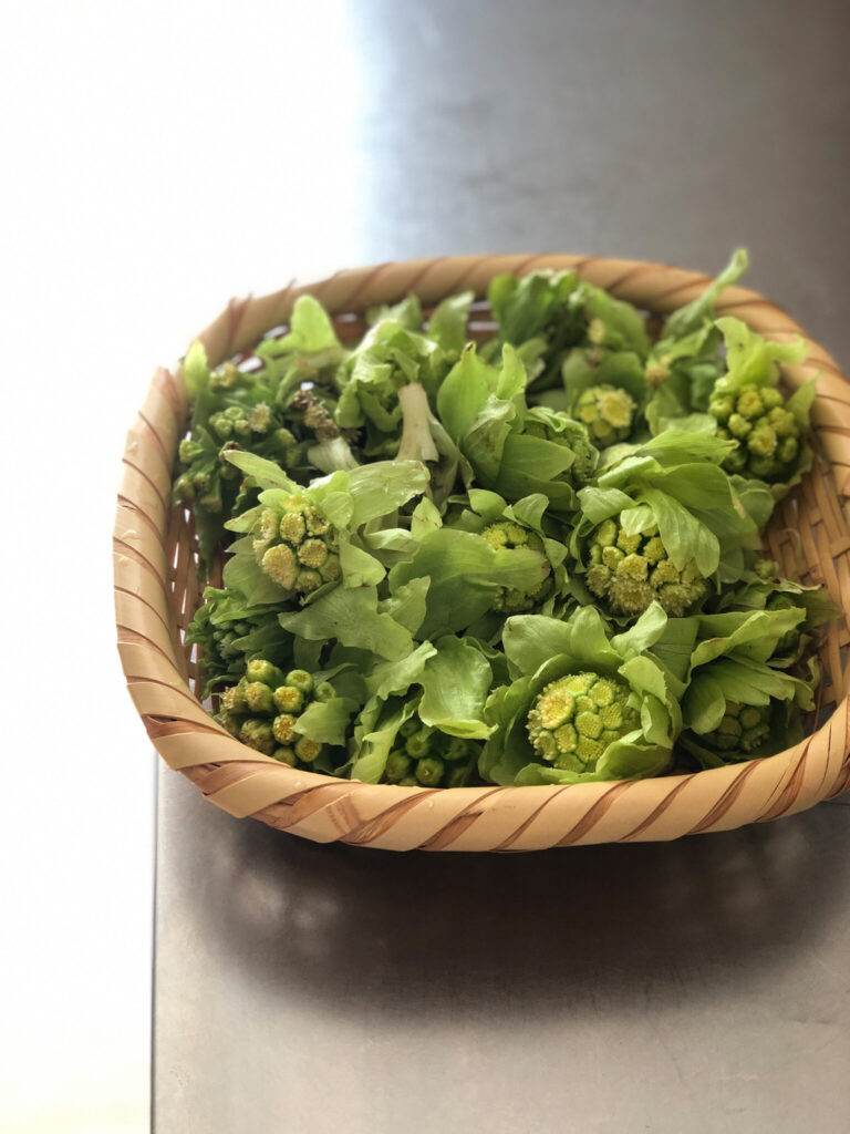 梅、桃、桜。三つの春が同時にやってくる。写真と文:長谷川 ちえ (『in-kyo』店主、エッセイスト) #2 | 天ぷらにしようか、蕗味噌にしようか、食いしん坊の嬉しい悩み。 梅、桃、桜。三つの春が同時にやってくる。写真と文:長谷川 ちえ (『in-kyo』店主、エッセイスト) #2