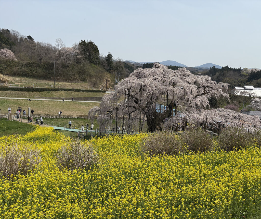 梅、桃、桜。三つの春が同時にやってくる。写真と文:長谷川 ちえ (『in-kyo』店主、エッセイスト) #2 | 一度はぜひ! の「三春滝桜」。足元の菜の花と背後にはソメイヨシノ。人出がまばらな日の出の時間帯の風景はまた圧巻の美しさ。 梅、桃、桜。三つの春が同時にやってくる。写真と文:長谷川 ちえ (『in-kyo』店主、エッセイスト) #2