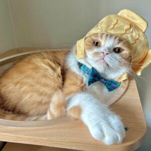 今年の仮装はこんがりと……。【とろろ、もふもふDays。vol.150】ハチワレ とろろ | どうやっても脱げない。