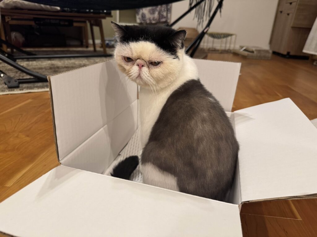 おちょこの優しい嘘。【おちょこ、ぽのぽのだより。vol.225】白黒猫 エキゾチックショートヘア おちょこ ちろり | おちょこ「本当はダンボールの方が最高〜、ぽのぽの〜♪」（ちろりがいない隙にこっそり）