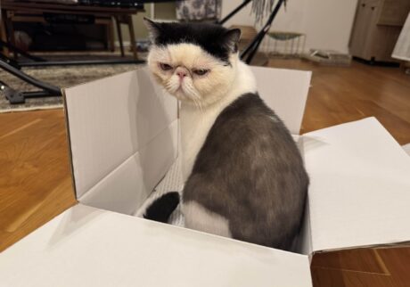 おちょこの優しい嘘。【おちょこ、ぽのぽのだより。vol.225】白黒猫 エキゾチックショートヘア おちょこ ちろり | おちょこ「本当はダンボールの方が最高〜、ぽのぽの〜♪」（ちろりがいない隙にこっそり）