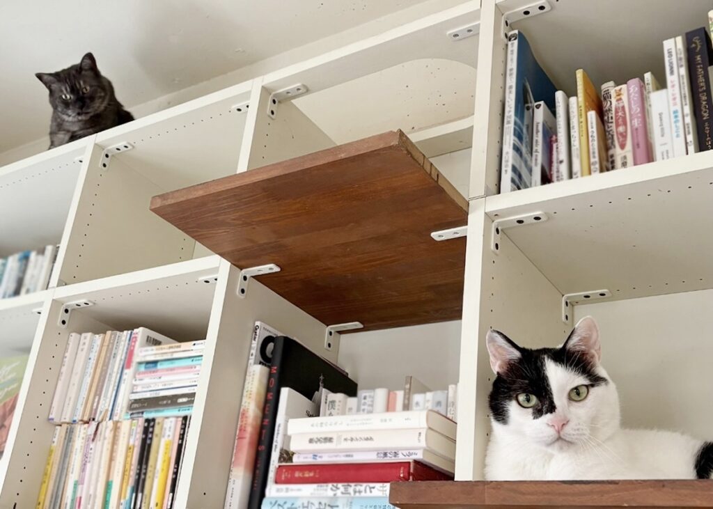 新入りの本棚ジャック。【〈LOISIR〉デザイナー・前田敬子による、保護猫・えいたと暮らす日常。 vol.85】白黒猫 ハチワレ えいた